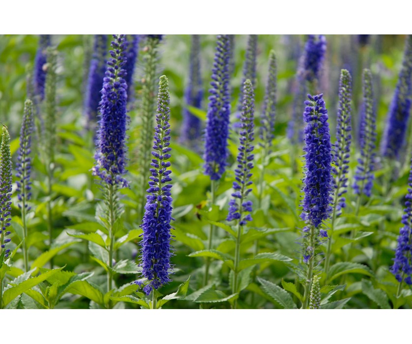 Sunny Border Blue Speedwell